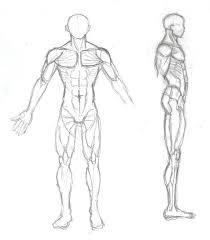 We've covered a lot of material in this body anatomy drawing tutorial. Human Body Body Reference Drawing Novocom Top