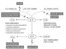 Image result for Complement Pathway