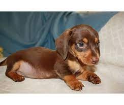 Me Brett Want A Puppy Just Like This One For Our Birthday Month Daschund Puppies Baby Dachshund Dachshund Love