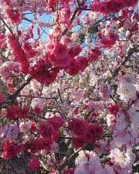 We did not find results for: My Beautiful Peppermint Peach Tree Showing Off Peach Trees Blossom Peppermint