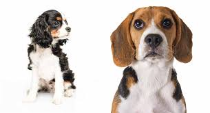 A whole lot k9 keepers and instructors will tell you that dog training usually requires numerous weeks and months. Beaglier Dog The Cavalier King Charles Spaniel Beagle Mix Breed