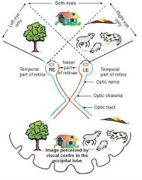 Physiology Of Vision Explain The Physiology Of Vision Mynote Physiology Refraction Of Light Ciliary Muscle