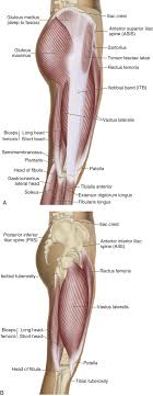 The abaxial parts of the condyles are not articular and these rough area are respectively called medial and lateral epicondyles, for attachment of the collateral ligaments of the stifle joint. What Is Iliotibial Band Friction Syndrome And What Are Its Causes