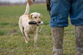 Pin On Hunting Dogs