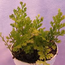 Image result for Bolbitis