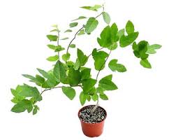 Image result for Ficus tettensis