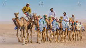 From wikipedia, the free encyclopedia. Camel Driver Stock Photos Offset