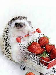 Cute Fluffy Hedgehog Shopping For Strawberries Adorable Cute Little Animals Cute Funny Animals Baby Animals Funny