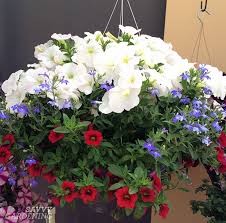 Apr 23, 2021 · and because of its spreading nature, keeping ajuga in pots or other small spaces where it can't invade lawns is best. Container Plants For Full Sun Choices For Colour Foliage And Texture