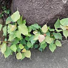 With trunk having a greyish bark, intially smooth then longitudinally. The Biodiversity Of Singapore Ficus Religiosa