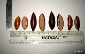 Image result for Pouteria adolfi-friederici