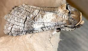 Image result for Cossus cossus