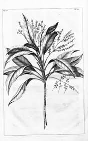 Image result for Micrococca mercurialis
