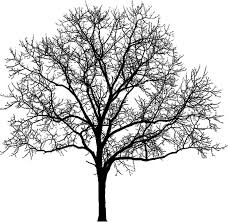 dead oak tree png free dead oak tree png transparent images 11717 pngio dead oak tree png transparent