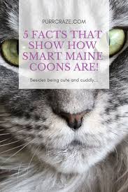 Curious if your cat is a full or partial maine coon? 5 Facts That Show How Incredibly Smart Maine Coons Are Purr Craze