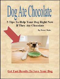 In higher doses, more severe symptoms will occur. Dog Ate Chocolate 5 Tips To Help Your Dog Right Now Kindle Edition By Blake Robert Crafts Hobbies Home Kindle Ebooks Amazon Com
