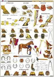 Planche Hippologie Les Pied Et La Ferrure Lavauzelle Amazon Fr Fournitures De Bureau Anatomie Du Cheval Cheval Cheval Galop