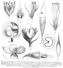Image result for Englerodendron mengei