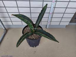 Image result for Sansevieria sinus-simiorum