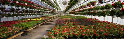 If your small greenhouse is inside your home, you can grow them by providing artificial grow light. How To Choose The Best Greenhouse Materials To Extend Your Gardening Season Insteading