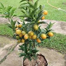 Dari pada susah nulis hanya untuk dikirim pada satu orang… Bibit Jeruk Jual Bibit Tanaman Unggul