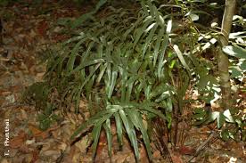 Image result for Lindsaea ensifolia