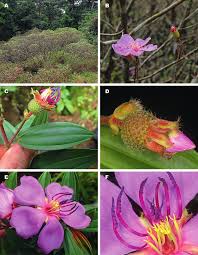 Image result for Antherotoma naudinii