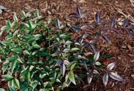 Fatsia japonica elegant evergreen foliage plant, with bold, deeply divided, glossy green leaves. Japanese Aralia Archives Diana S Designs Austin