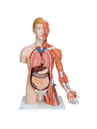 Learn vocabulary, terms, and more with flashcards, games, and other study tools. Life Size Dual Sex Human Torso Model With Muscle Arm 33 Part 3b Smart Anatomy