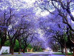 Alberi del jacaranda alla riva del fiume. Jacaranda Jacaranda Mimosifolia Jacaranda Mimosifolia Alberi Albero Glicine Jacaranda Mimosifolia Alberi