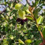 Image result for Tinnea aethiopica