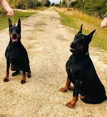 7 doberman puppies ready to go and looking for a good home they have their tails docked and dew claws removed. Todics Classic Dobermans 6834 Scott Rd Liverpool Tx 77577 Usa
