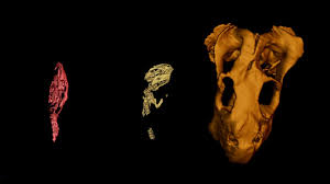 Are you ready to spend all your money on d. What An Unusual Fossil Reveals About Parental Care Among Pre Mammalian Ancestors