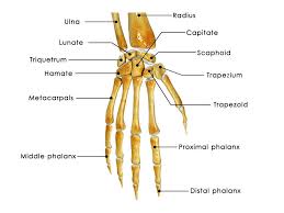 Image result for Hand Anatomy