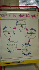 Plant Life Cycle Anchor Chart Prepare Everything Except The