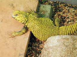 uromastyx care sheet uromastyx lizard uromastyx lizard