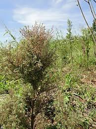 Image result for Desmodium subsecundum