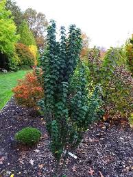 Image result for Cornus