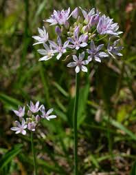 Image result for Alliaceae