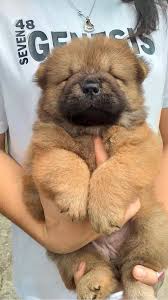 Image result for chow chow