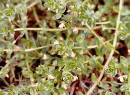 Image result for Anagallis elegantula
