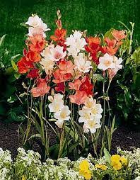 This is the first flowering or my rare south african bulb, boophone disticha more information below i invite you to. Bulbs Winter Spring