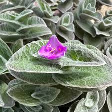 Image result for Tradescantia sillamontana