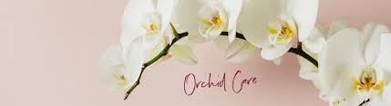 Au début de la floraison de la comment arroser une orchidée en hiver ? Conseils Et Astuces Pour Prendre Soin Des Orchidees
