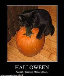 Halloween Black Cat Halloween Funny Halloween Pictures Halloween Cat