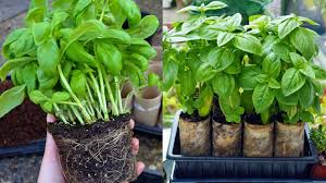 To grow and thrive, a basil plant needs an average of seven hours in the direct sunlight. Grow A Bumper Crop Of Basil In Containers Preparednessmama