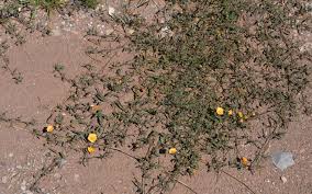 Image result for Sida serratifolia