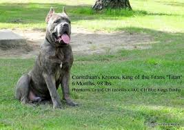 Black Blue Cane Corso Puppies For Sale Pin By Jasmine Williams On Cane Corso Tribute Cane Corso Dogs Corso Dog