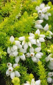 Pin By Carrie B On Watch My Garden Grow Green Nature Plant Design Flowers