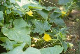 Image result for Cucumis quintanilhae